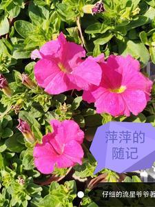 风起的日子笑看落花是什么歌
